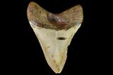 Fossil Megalodon Tooth - North Carolina #109685-2